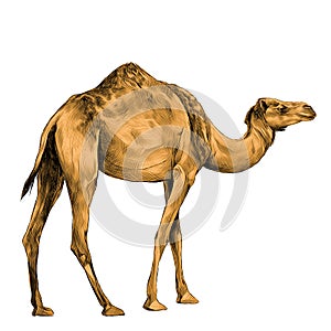 Camel sketch vector photo