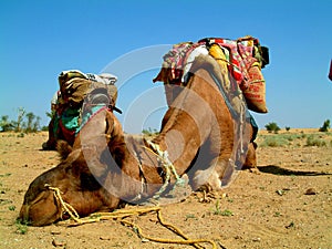 Camel sleeping