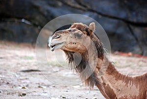 A camel slowly strolls along in early morning