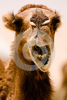 Camel Smile