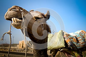 Camel Smile