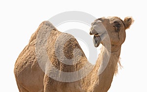 Camel smile