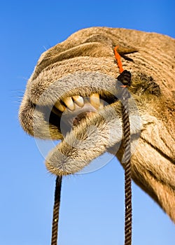 Camel smile