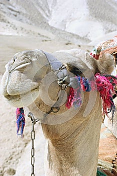 Camel Smile