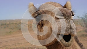 Camel Smiling