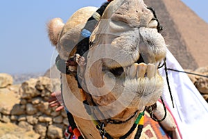 Camel smiling