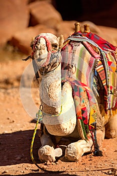 Camel smiling, close-up portrait, Jordan