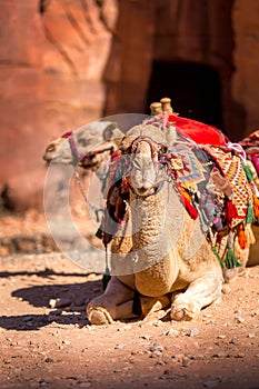 Camel smiling, close-up portrait, Jordan