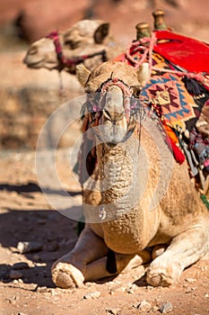 Camel smiling, close-up portrait, Jordan