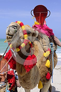 Camel Smiling, Colorful Harness, Flamingos Island Beach, Turquoise Sea