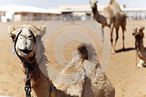 Camel smiling to the camera with two camels in the background in the desert