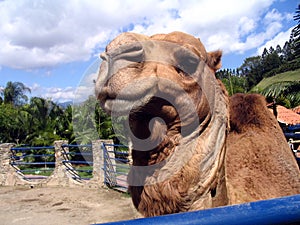 Camel smiling in the zoo