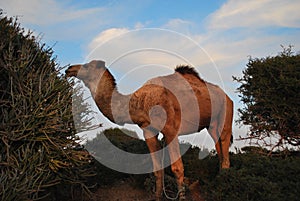 Camel somewhere in Africa