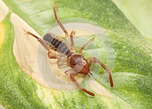 Camel spider photo