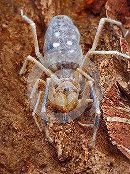 Camel spider