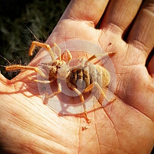 Camel Spider