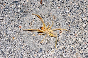 Camel spider closeup , Solifugae