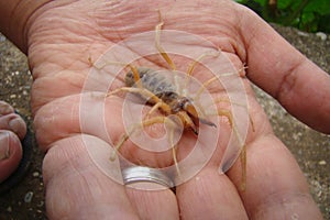 Camel spider - spider  on the hand | close up