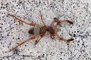 Camel spider overview over stone ground - Gluvia dorsalis