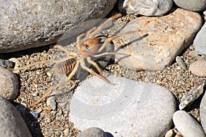 Camel spider or Solfugid