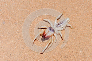 Camel Spider in the UAE Desert