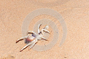 Camel Spider in the UAE Desert