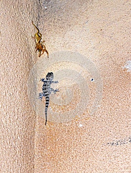 Camel spider vs lizard on wall