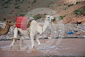 Camel splashing through a stream