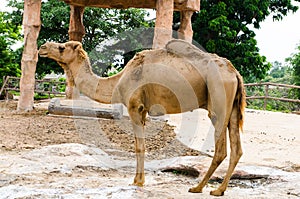 Camel standing