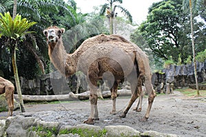 A camel standing with a curious look