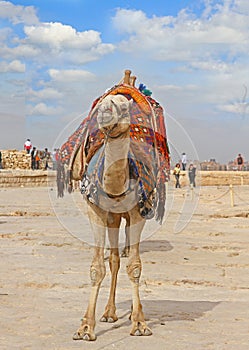 Camel standing in the desert, harnessed waiting for a tourist