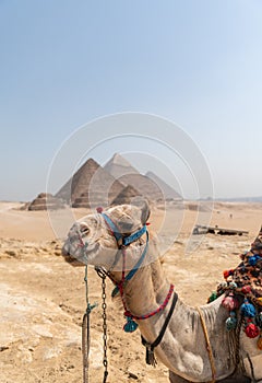 Camel standing in front of the Pyramids of Giza
