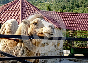 A camel is standing in front of a red roof. The camel is looking at the camera.