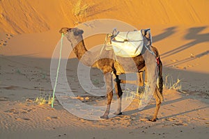 Camel standing in the sand desert