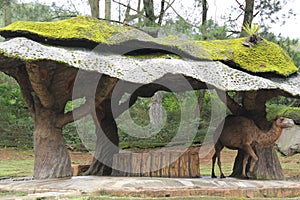 A camel standing under a special shaped shed