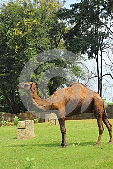 Camel standing in the zoo.