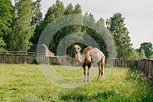 A camel stands on a camel farm on the sand in a zoo
