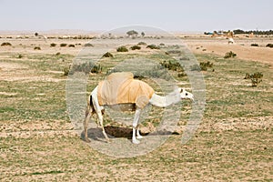 A camel stands on a parched meadow and eats grass, Saudi Arabia.