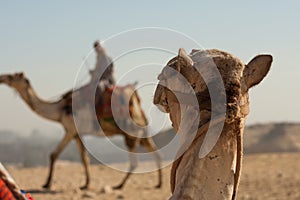 Camel staring at another camel in the desert.