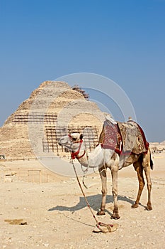 Camel and the step pyramid of Djoser in Saqqara