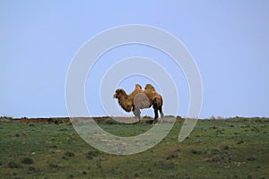 Camel in steppe standing at the spring time