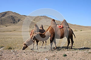 Camel in the steps of Mongolia