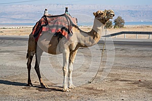 Camel on the streets of Israel tied on the ground