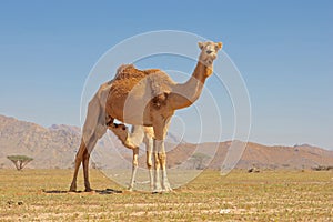 Camel Suckling