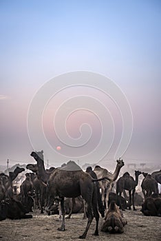 Camel during sundown at the Pushkar Fair in Rajasthan, India