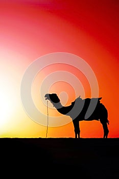 Camel at sunset