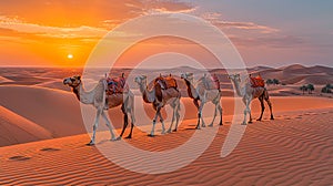 Camel at sunset in the desert. Beautiful desert landscape sunset.