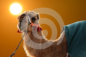 Camel