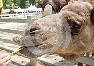 Camel taking salad leaves