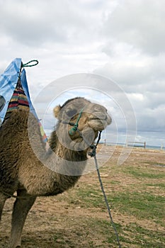 Camel on the Tangier's beach